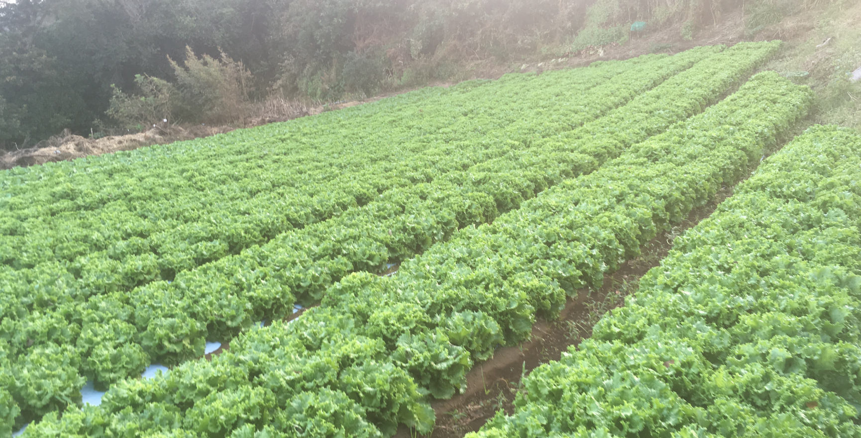 平凡野菜 海の見える横須賀の地でレタスを中心栽培する農場です