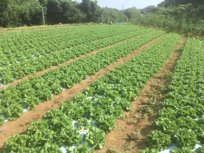 レタス栽培 最南端 平凡野菜 海の見える横須賀の地でレタスを中心栽培する農場です